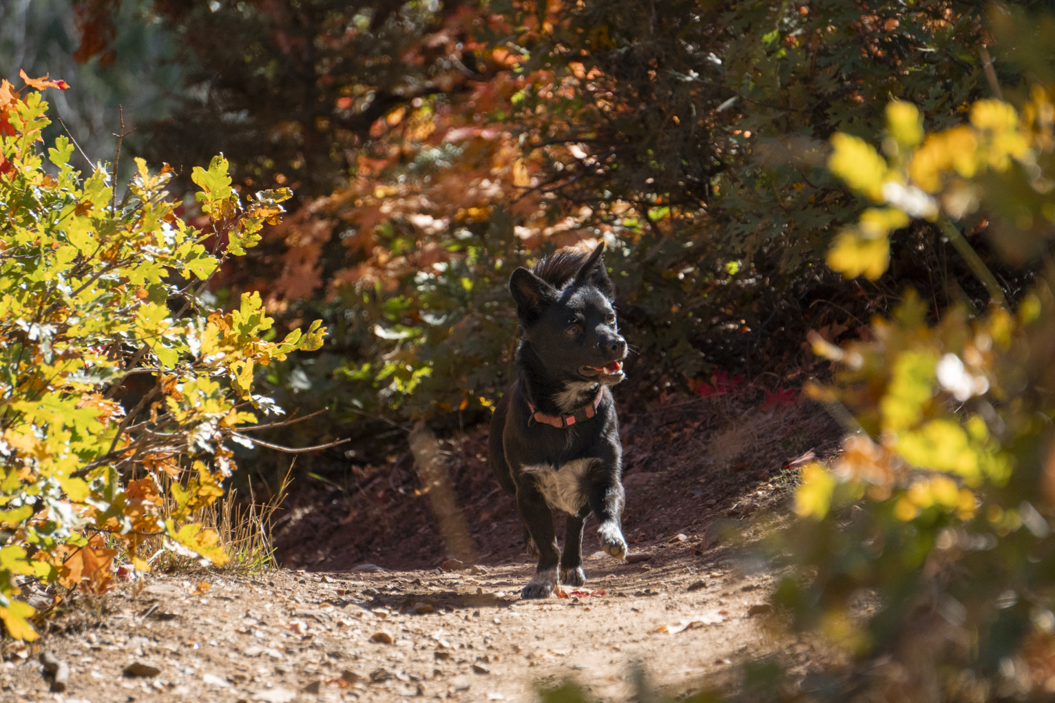 An small black dog walks on a rocky path among autumn trees